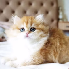Vivienne British Longhair female - Image 2