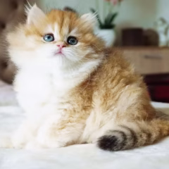 Vivienne British Longhair female - Image 3