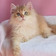 Jasper British Longhair male - Image 2