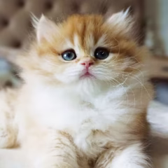 Vivienne British Longhair female - Image 4