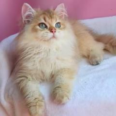 Jasper British Longhair male - Image 3