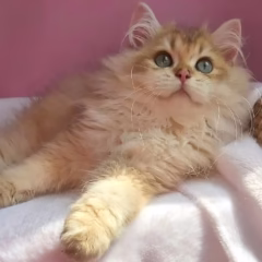 British Longhair for sale – Jasper, 16 weeks old, chocolate gold shaded, calm and affectionate