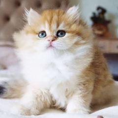 British Longhair for sale – Vivienne, 16 weeks old, black gold veil, calm and affectionate