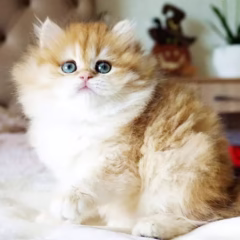 Vivienne British Longhair female - Image 6