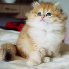 Vivienne British Longhair female - Image 7