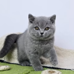 Lilibet British Shorthair female - Image 4