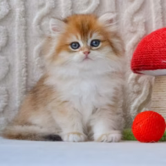 Winston British longhair male - Image 2