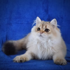 Sebastian British Longhair male - Image 2