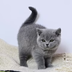 Lilibet British Shorthair female - Image 3