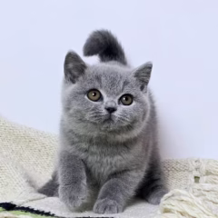 British Shorthair for sale – Lilibet, 16 weeks old, blue, calm and affectionate