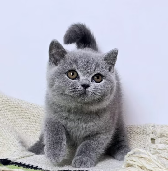 British Shorthair for sale – Lilibet, 16 weeks old, blue, calm and affectionate