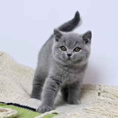 Lilibet British Shorthair female - Image 2