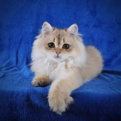 Sebastian British Longhair male - Image 9