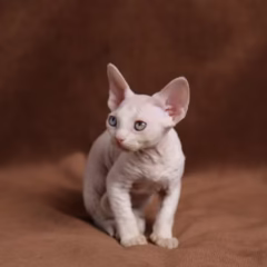 Devon Rex female for sale – Bianca, 16 weeks old, white with odd eyes, playful and affectionate