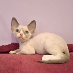Cleo Devon Rex female - Image 4