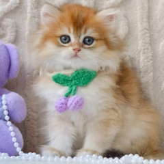 Winston British longhair male - Image 4