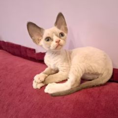 Devon Rex female for sale – Cleo, 16 weeks old, blue point bicolor, playful and affectionate