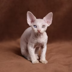 Bianca Devon Rex female - Image 3