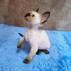Devon Rex female for sale – Aria, 16 weeks old, seal point bicolor, playful and affectionate
