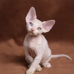 Bianca Devon Rex female - Image 4