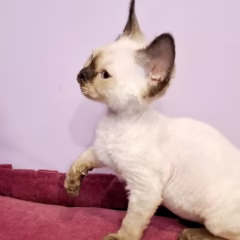 Aria Devon Rex female - Image 3