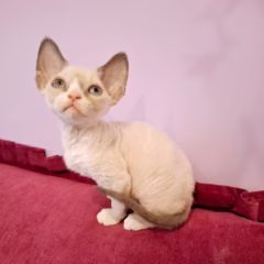 Cleo Devon Rex female - Image 2