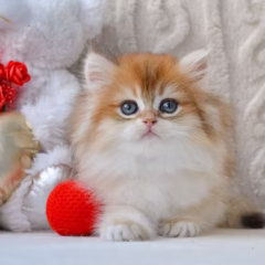 Winston British longhair male - Image 3
