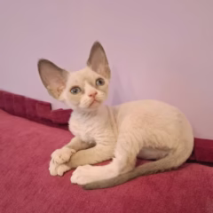 Cleo Devon Rex female - Image 3
