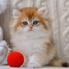 Winston, 16-week-old male British Longhair kitten with black gold shaded coat, calm and affectionate