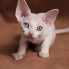 Bianca Devon Rex female - Image 2