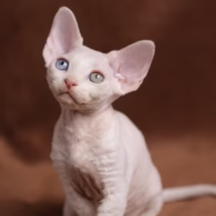 Bianca Devon Rex female - Image 5