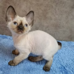 Aria Devon Rex female - Image 2