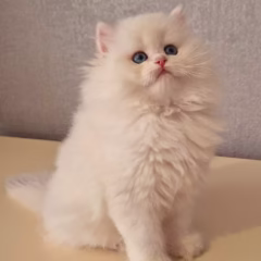 Aurora British Longhair female - Image 2