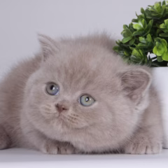 Felix British Shorthair male - Image 3