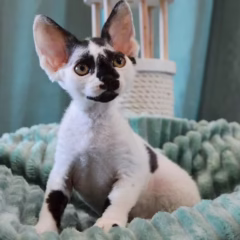 Dexter Devon Rex male - Image 4