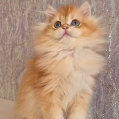 Theodore British Longhair male - Image 3