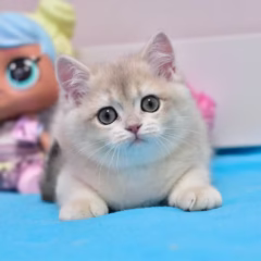 Celeste British Shorthair female - Image 2