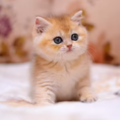 Percival British Shorthair male - Image 2