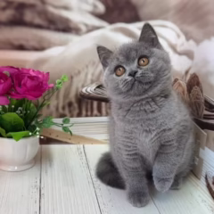Eleanor British Shorthair Female - Image 4