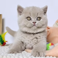 Hazel, 16-week-old female British Shorthair kitten with fawn coat, calm and affectionate