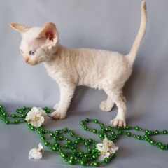 Finn Devon Rex male - Image 2