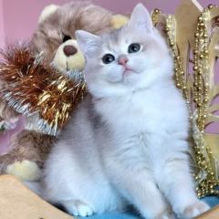 Chester British Shorthair male - Image 4