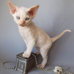 Devon Rex male for sale – Finn, 16 weeks old, red point, playful and affectionate