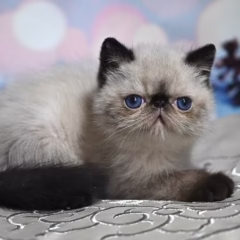 Milo Exotic Shorthair male - Image 4