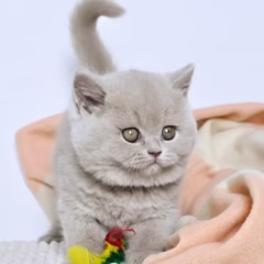 Hazel British Shorthair female - Image 7