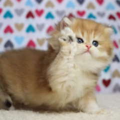 Isabella British Longhair female - Image 2