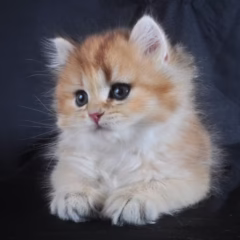 Sebastian British Longhair male - Image 3