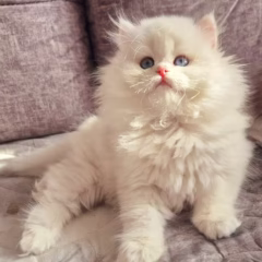Aurora British Longhair female - Image 3