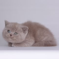 Felix British Shorthair male - Image 2