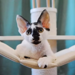 Dexter Devon Rex male - Image 3